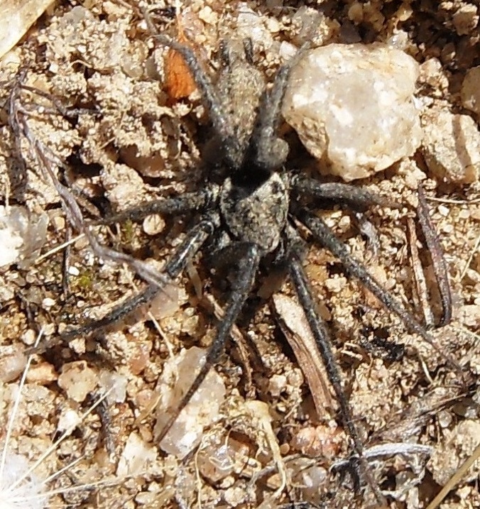 Nomisia exornata (Gnaphosidae)  - chiedo conferma per favore